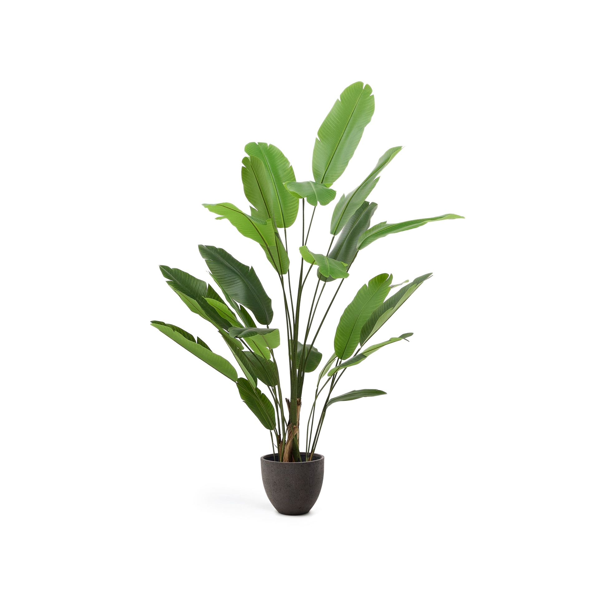 Banano artificial plant with black pot (New)