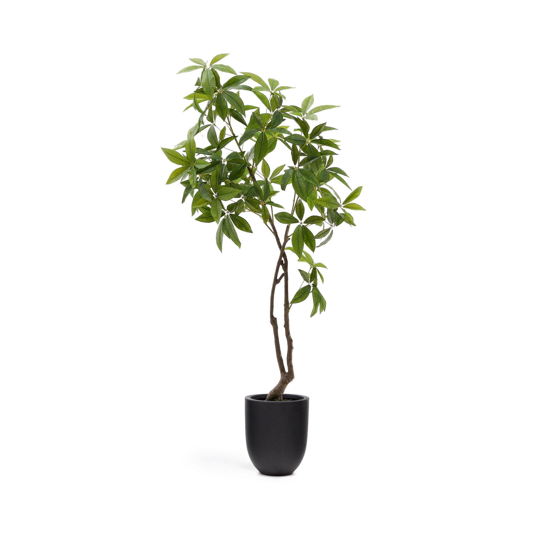 Albero artificiale di Pachira con vaso nero 180 cm. (Nuovo)
